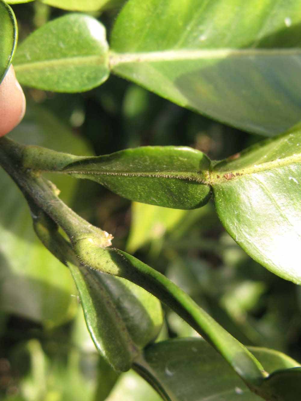              Petiole (Winter Haven, FL)       